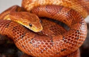 Are Corn Snakes Venomous