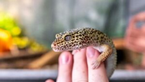 Do Leopard Geckos Like to Be Pet