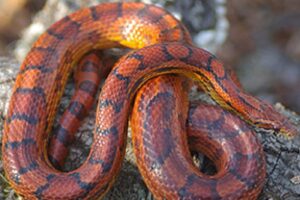 Are Corn Snakes Venomous