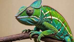 How Often Do Chameleons Eat