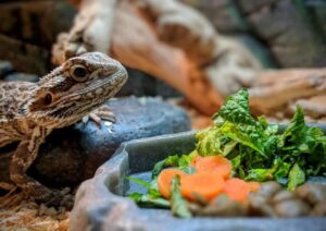 Can Bearded Dragons Eat Carrots