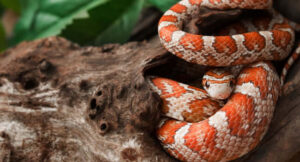 Does a Corn Snake Bite Hurt