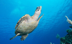 Do Sea Turtles Have Tails