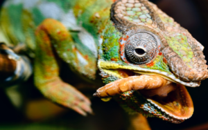 Can Chameleons Eat Mealworms