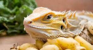 Can Bearded Dragons Eat Potatoes