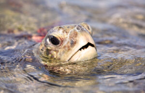 Do Sea Turtles Have Teeth