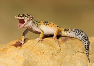 Do Leopard Geckos Have Teeth