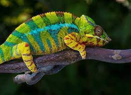 Can Chameleons Swim