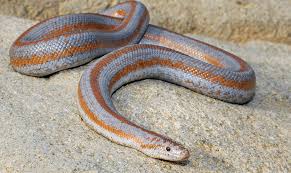 Rosy Boa