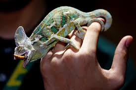 How Often Do Chameleons Eat