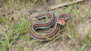 Garter Snake