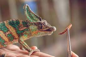 Can Chameleons Eat Mealworms