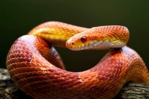 Does a Corn Snake Bite Hurt