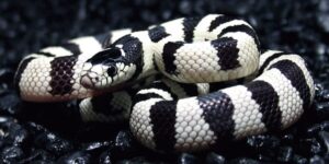 California Kingsnake