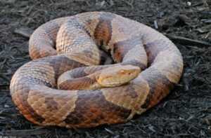 Corn Snake vs Copperhead