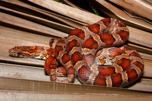 Corn Snake vs Copperhead