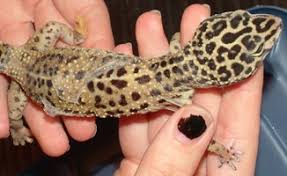 Do leopard geckos like to be held