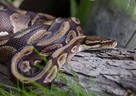 Ball Python