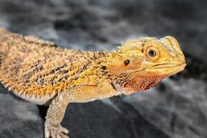 Can Crested Geckos Live Together