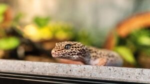 Do Leopard Geckos Like to Be Pet