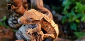 Can Crested Geckos Live Together