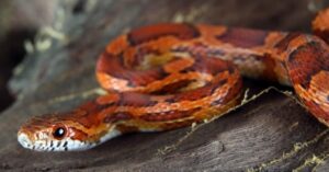 Corn Snake vs Copperhead