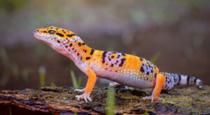 Do leopard geckos get lonely