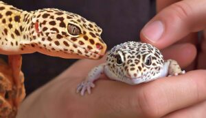 Do leopard geckos like to be held