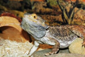 Bearded dragon stress marks