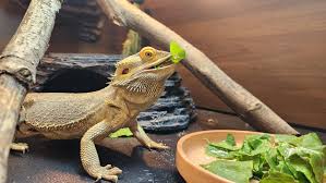 Bearded Dragon Diet