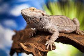 Dehydrated Bearded Dragon