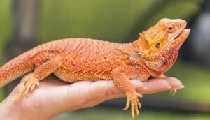 Bearded Dragon Price