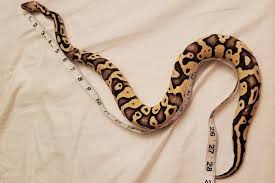 How Often Do Ball Pythons Poop