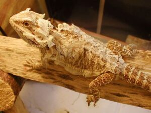 Bearded Dragon Shedding