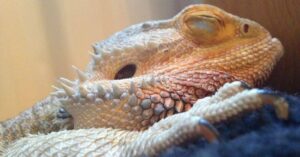 How to Cut Bearded Dragon Nails