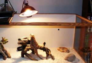 Bearded Dragon Lighting at Night