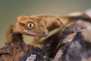 Do Crested Geckos Need UVB