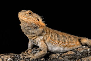 What Can Bearded Dragons Eat