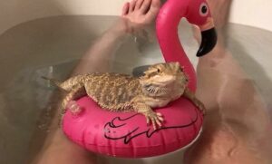 How do you give a bearded dragon a bath