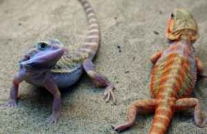 bearded dragon colors