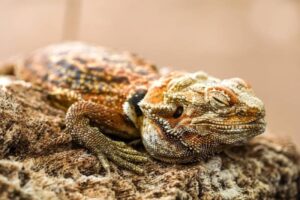 Why Is My Bearded Dragon Sleeping So Much