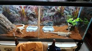 Bearded Dragon Tank Setup