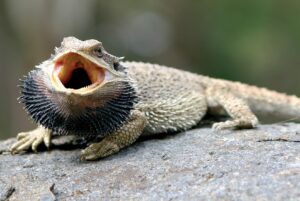 Bearded Dragon Puffing Up