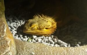 Why Is My Bearded Dragon Sleeping So Much