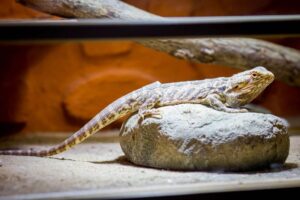 Bearded Dragon Glass Surfing