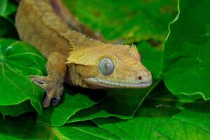 Do Crested Geckos Need UVB