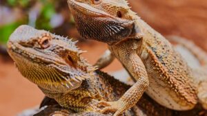 Dehydrated Bearded Dragon