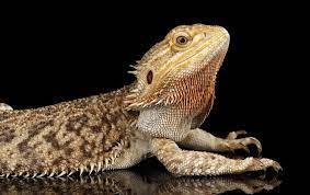 Can Bearded Dragons See in the Dark