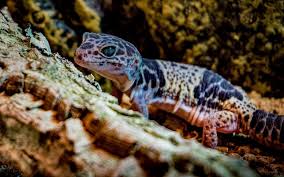 How Long Can Leopard Geckos Go Without Food