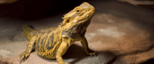 Bearded Dragon Lighting at Night